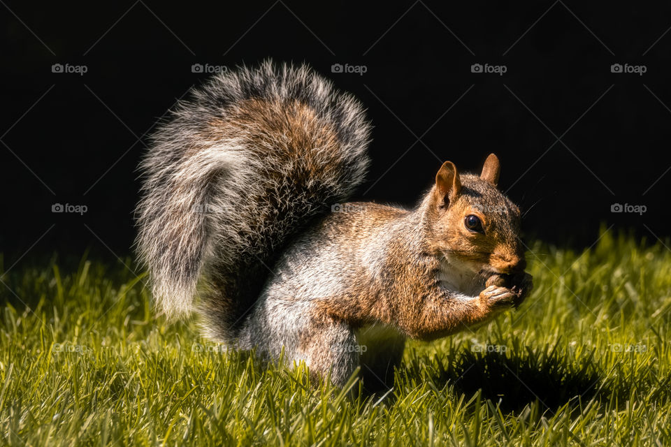 Cute Eastern grey squirrel alertly standing up eating a nut. Brown and grey fur.