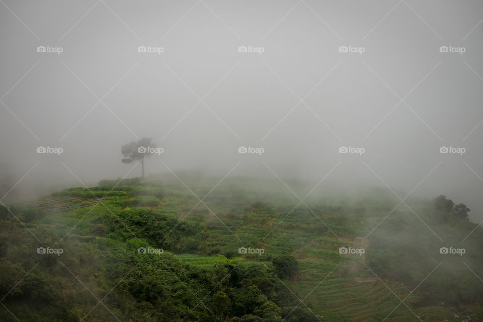 foggy tree