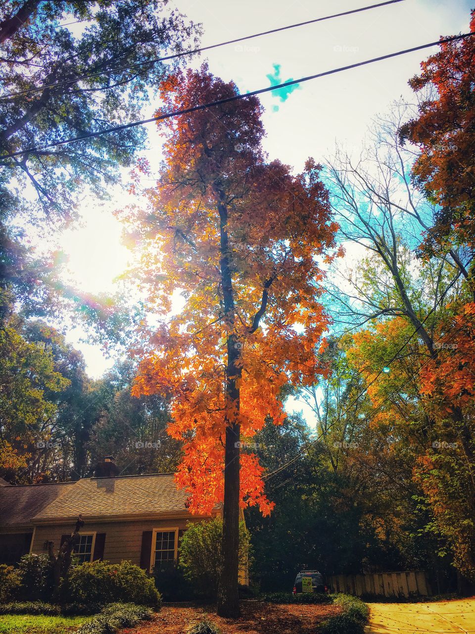 Colorful trees in Fall/Autumn.