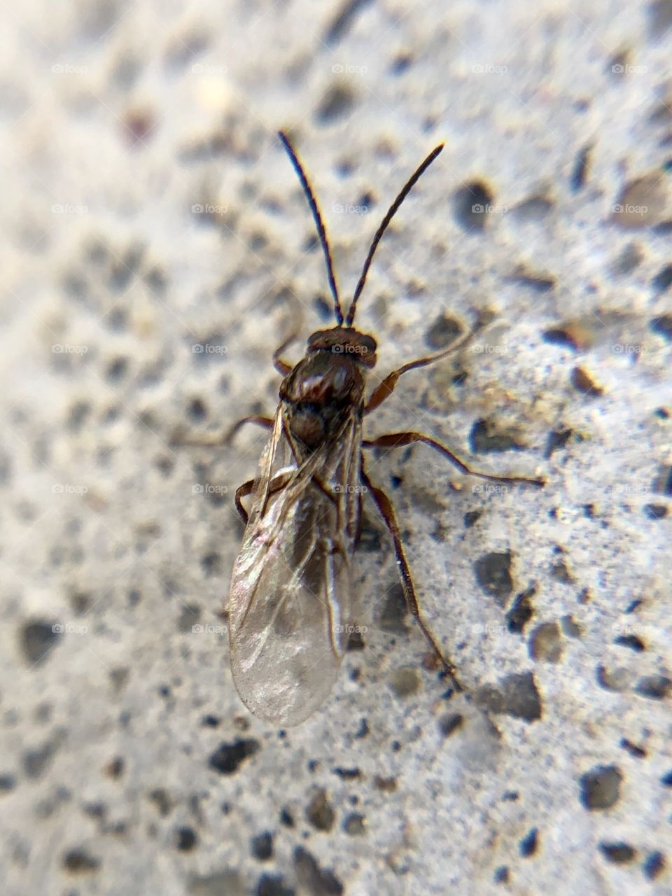 Close up of an insect