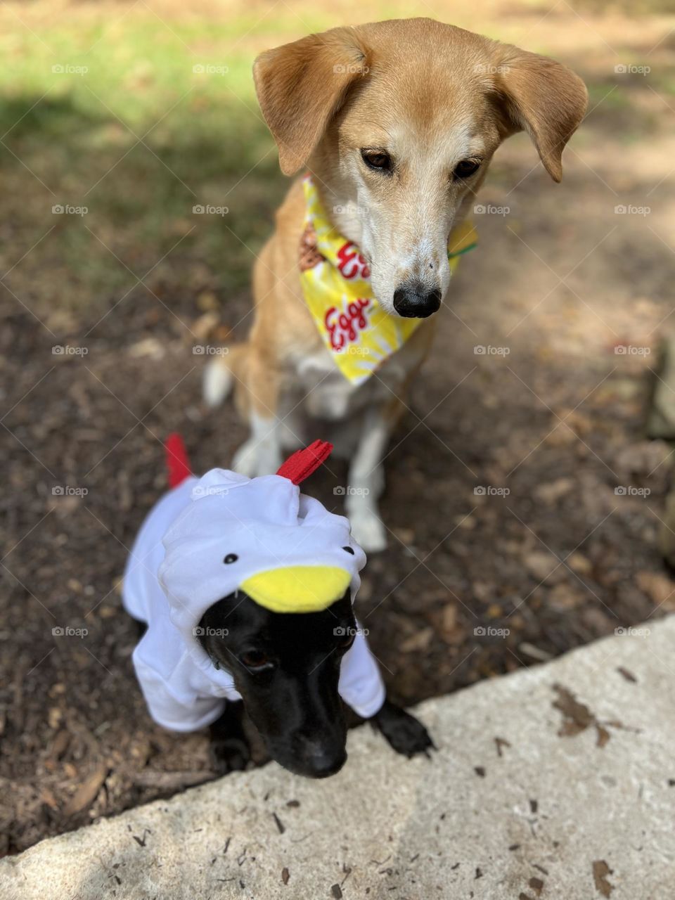 Two pet dogs dressed as Chicken and Waffle in Halloween costumes. Small black dog wearing a chicken suit while larger tan dog wears a waffle bandanna.