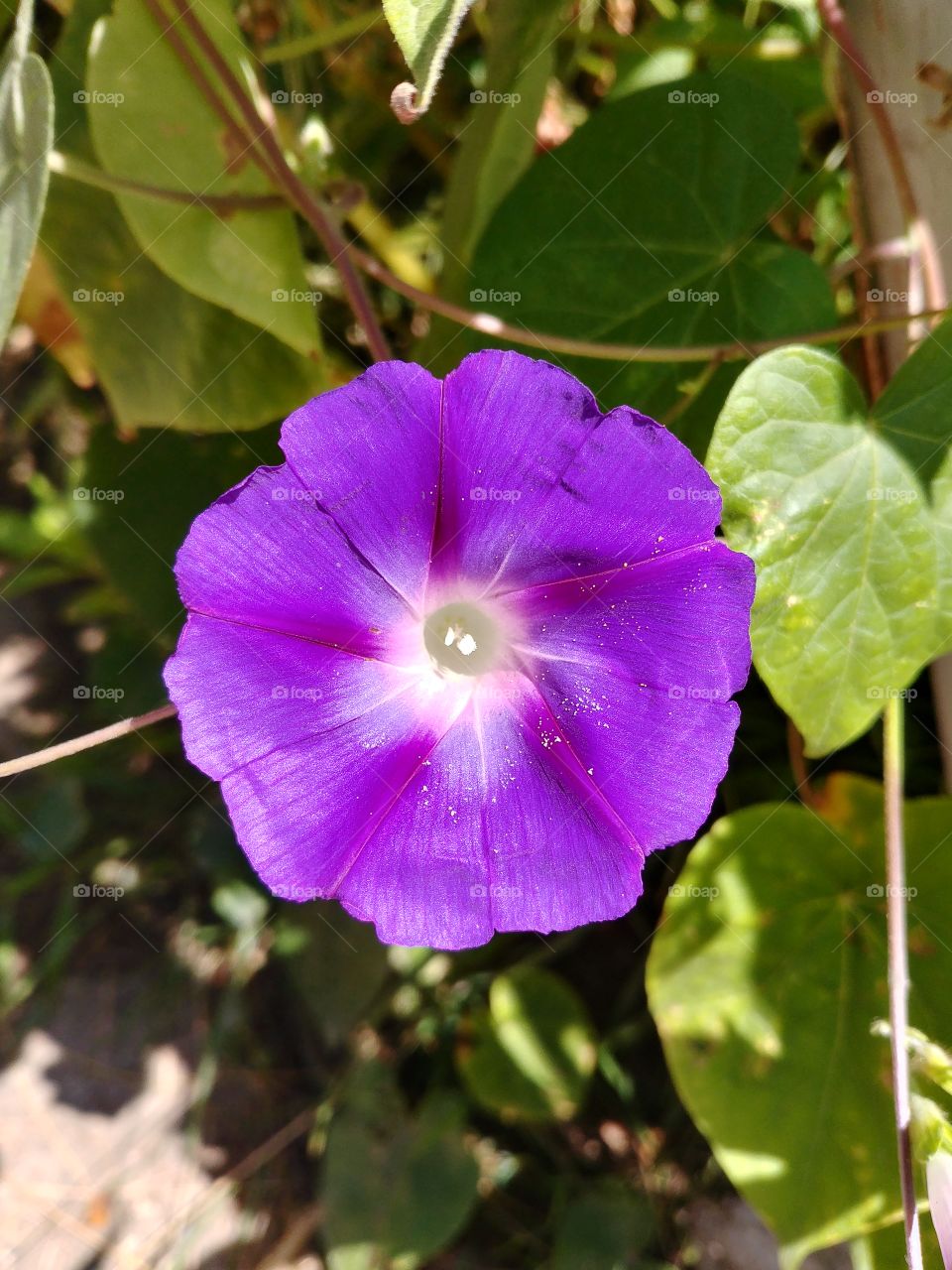 Ipomoea Nil