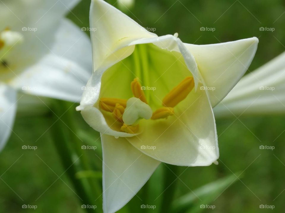 White lily 