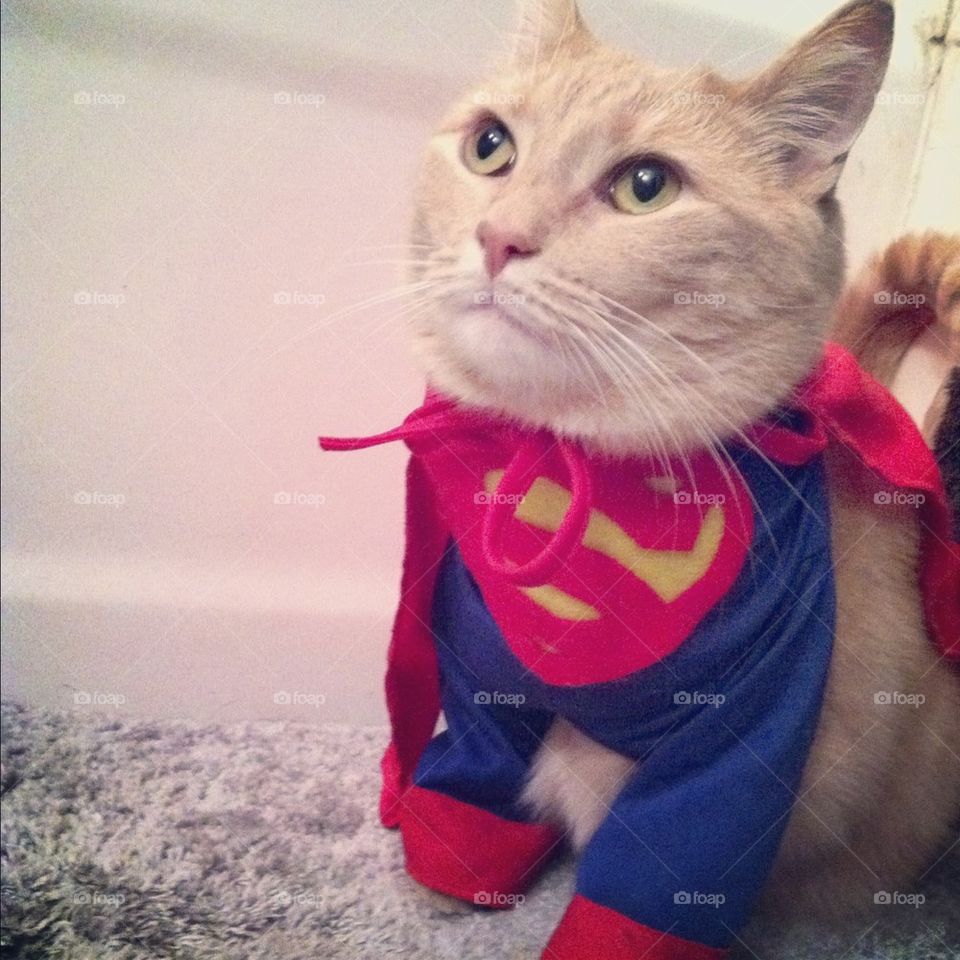 Super Cat