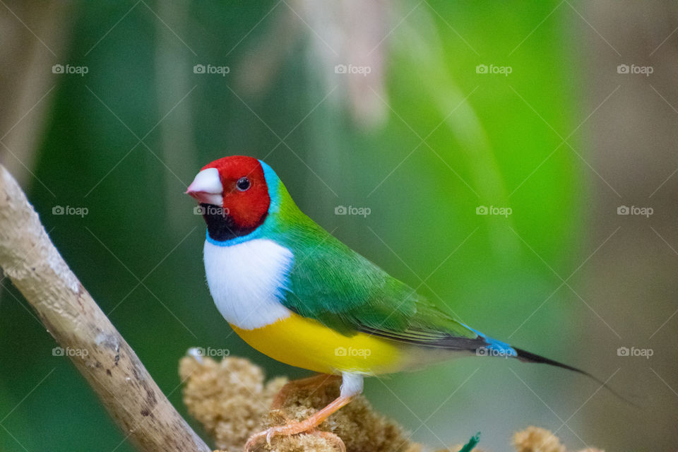 White-breasted yellow headed Gouldian Finch