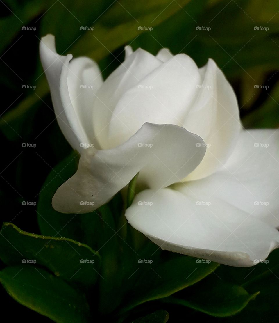 white flower is in fullscreen