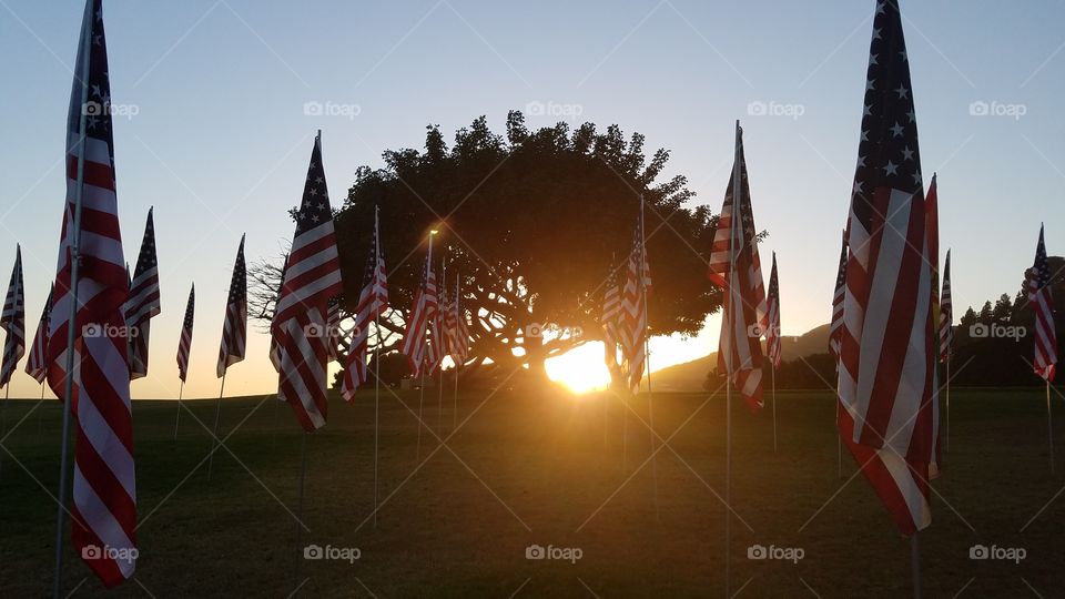Sunset through American Flags set out as a memorial for 9/11