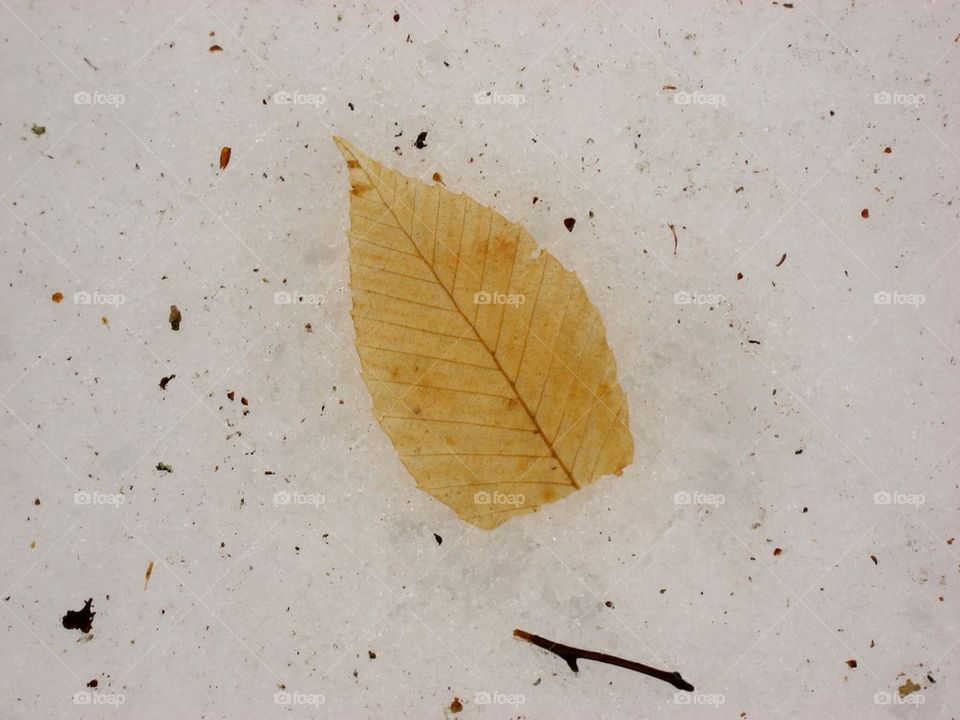 Leaf on snow