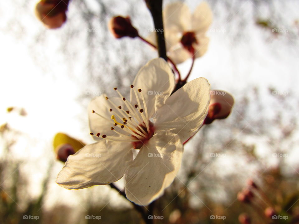 cherry blossom