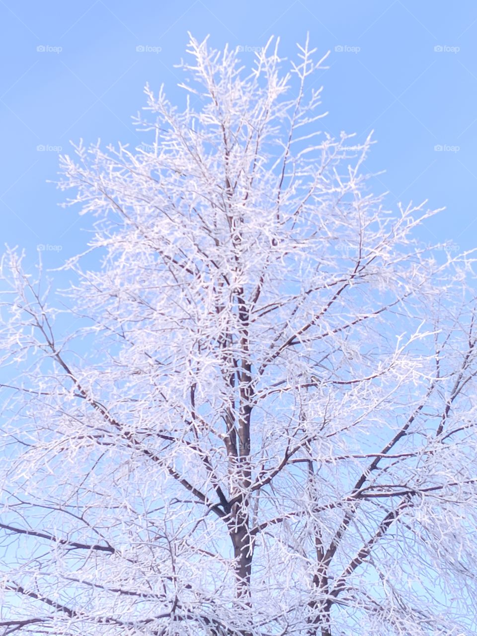 frosty tree