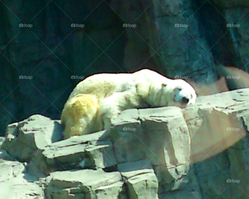 animal zoo bear polar bear by bobmca1
