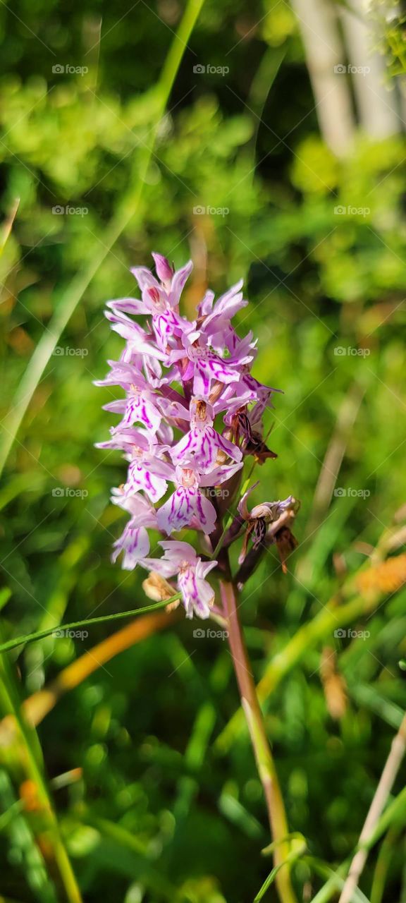 A wild orchid near the cliffs of Møn,  Denmark.