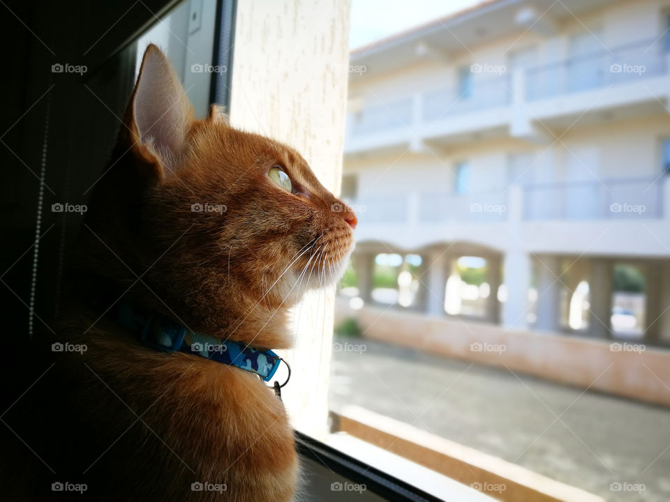Ginger cat sitting and looking through the window.