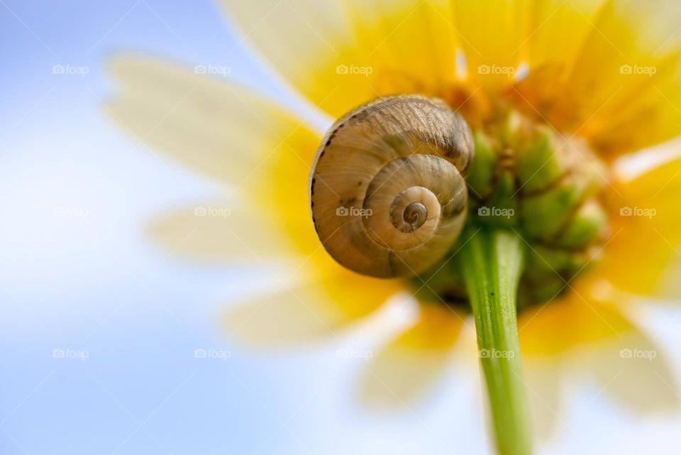 snail under a flower