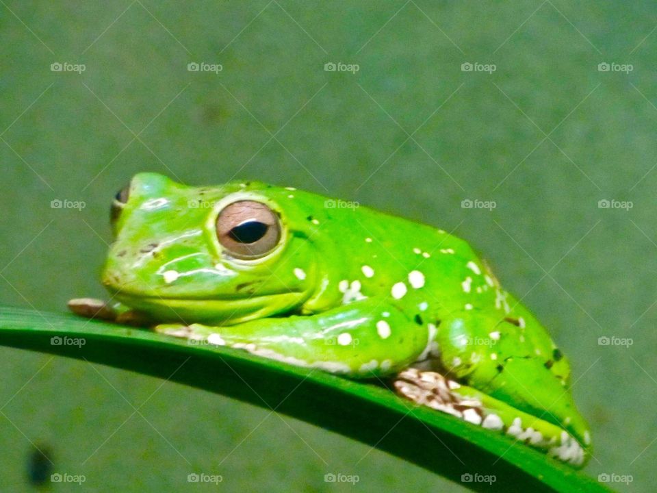 frog