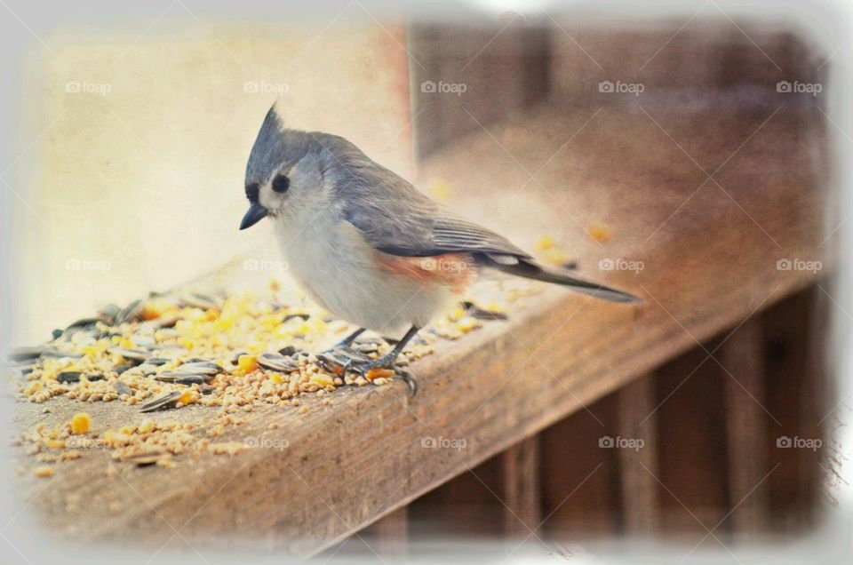 No Person, Bird, Nature, One, Wildlife