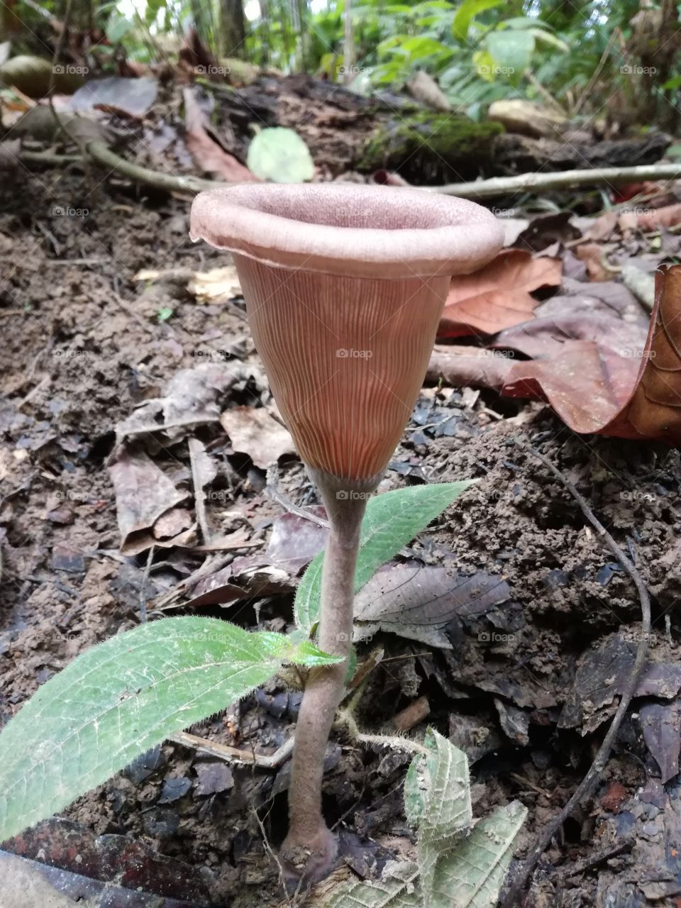 cup fungi