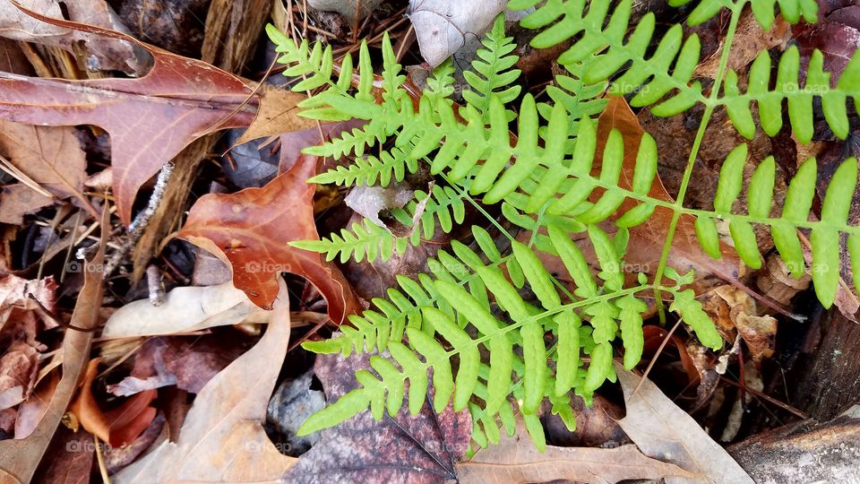 ferns