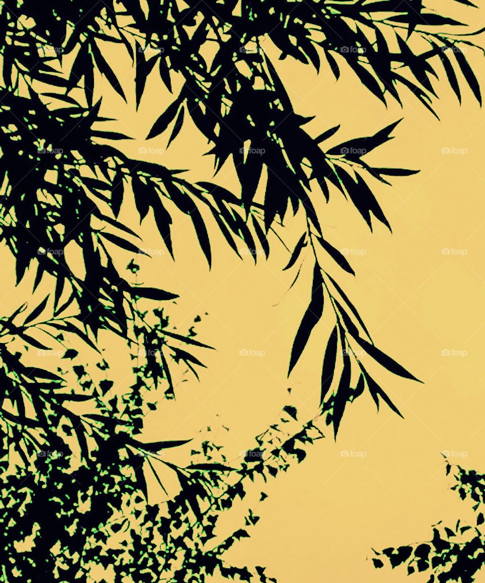 Silhouette of leaves