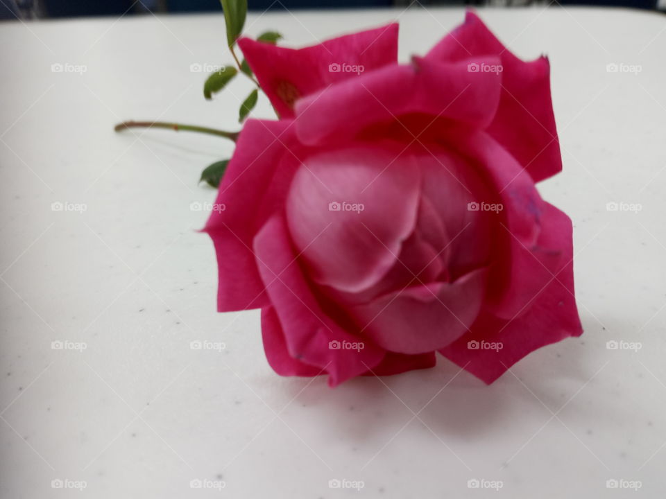 a rose such a delicate life so precious make the day count and enjoy.