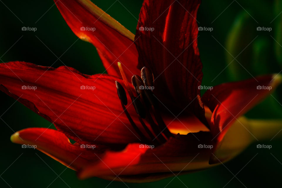Deep Red Day Lily 