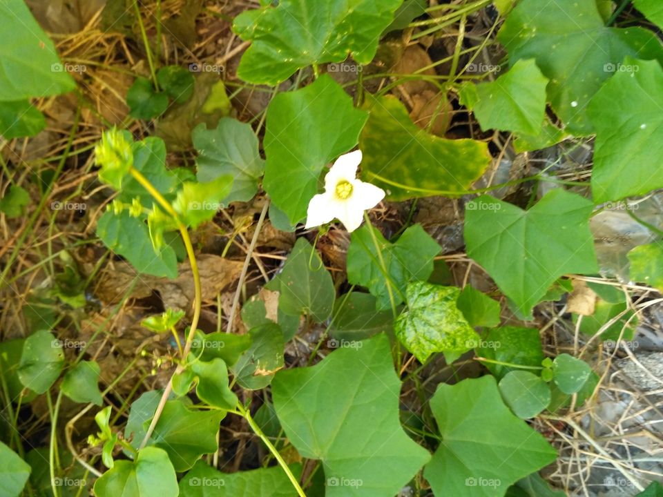 white flower with leaf