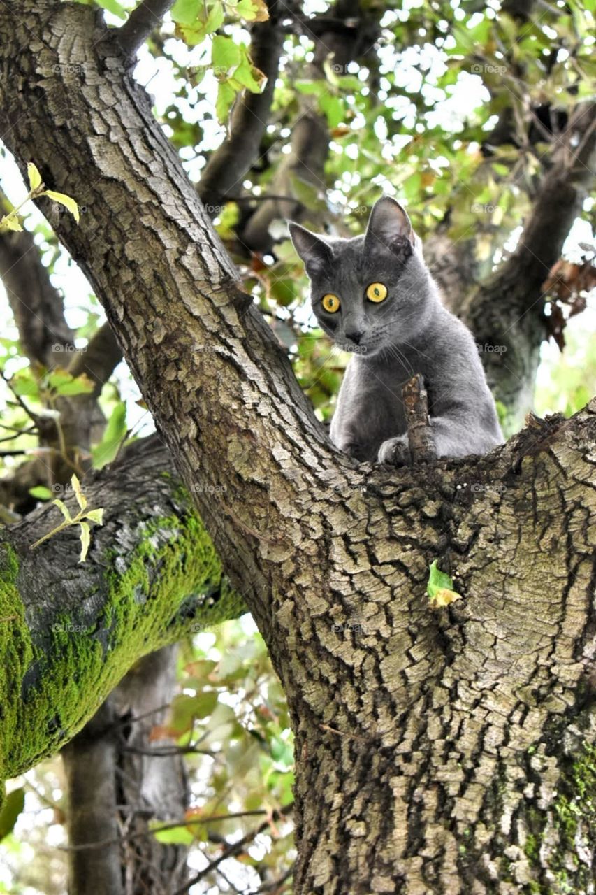 Cat in nature