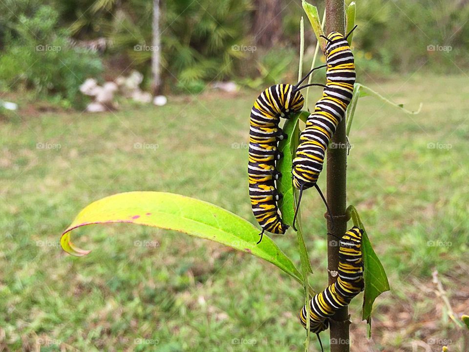 A trio of Caterpillars.