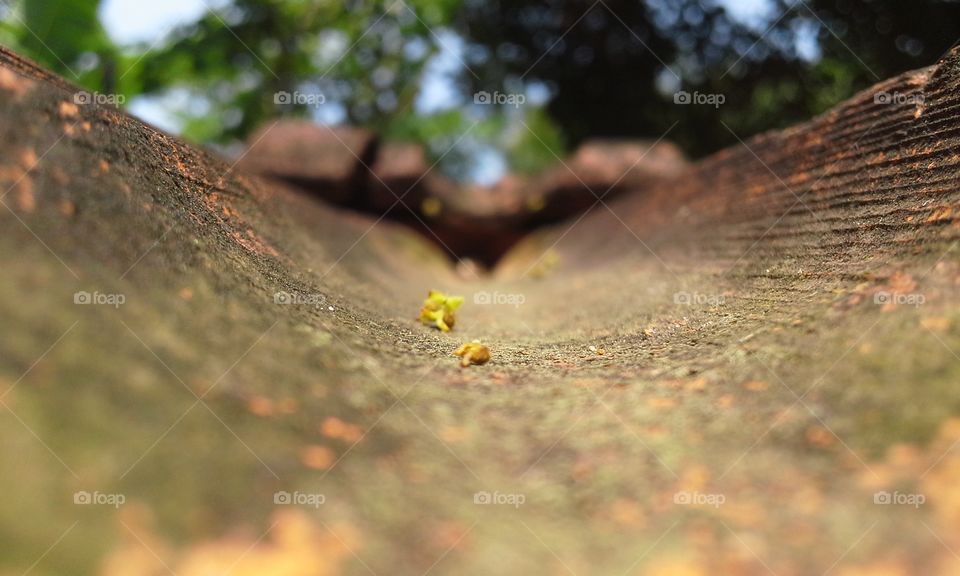 flowers dried on a tile roof against the bright sun shine