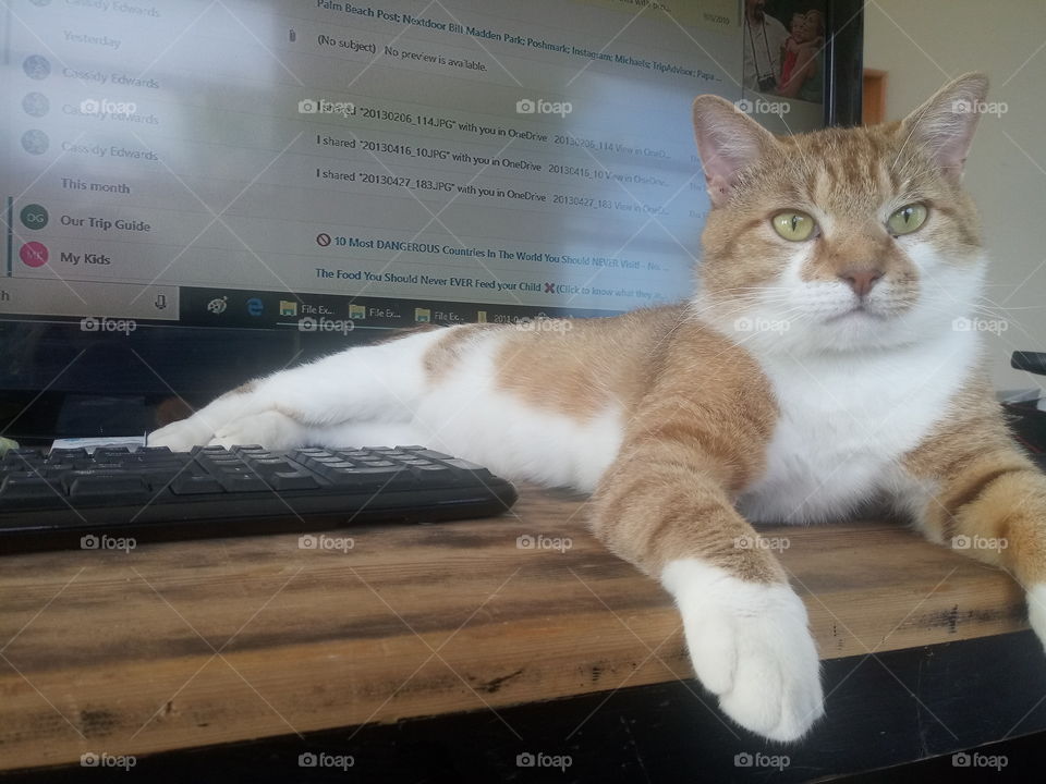 cat sitting on a computer desk