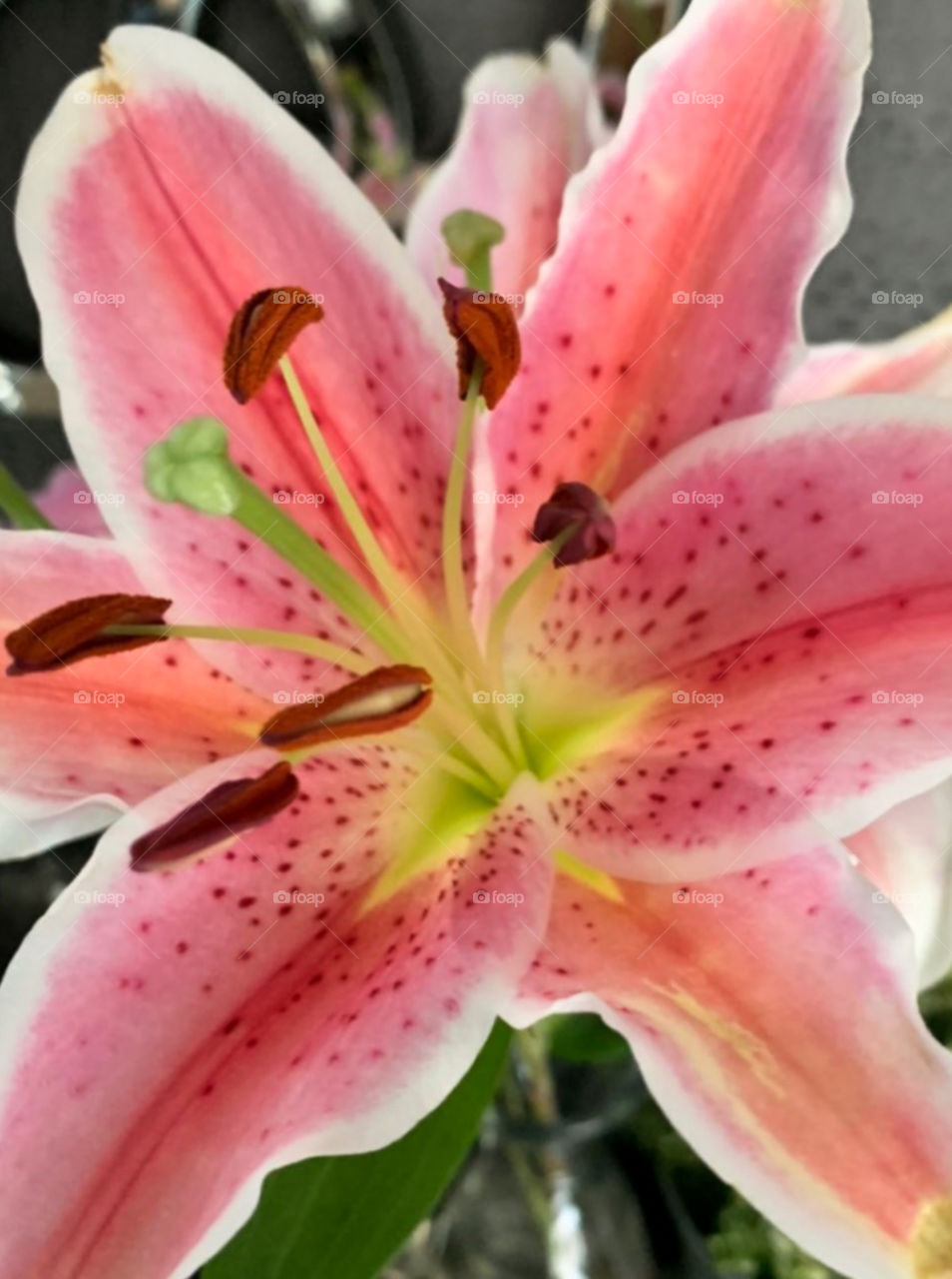 The nature of this flower is to bloom.