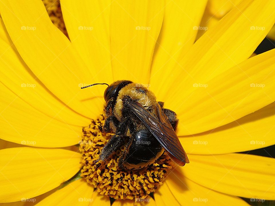 It’s Summertime- One of the signs that summer has arrived is the sight of bees hanging out in front of their hive entrances, especially at nightfall, and collecting pollen from flowers