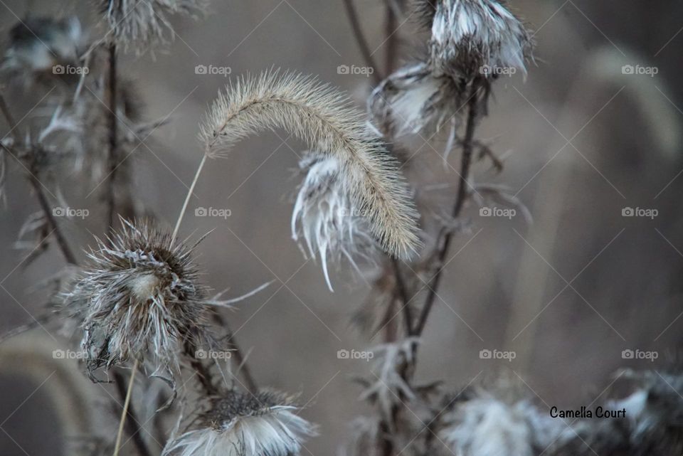 Weed stalks in the field in lower Michigan 