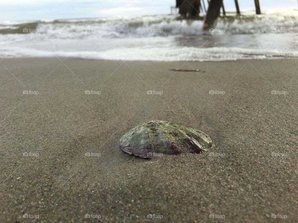 Single seashell on beach waves in background, low beach perspective 