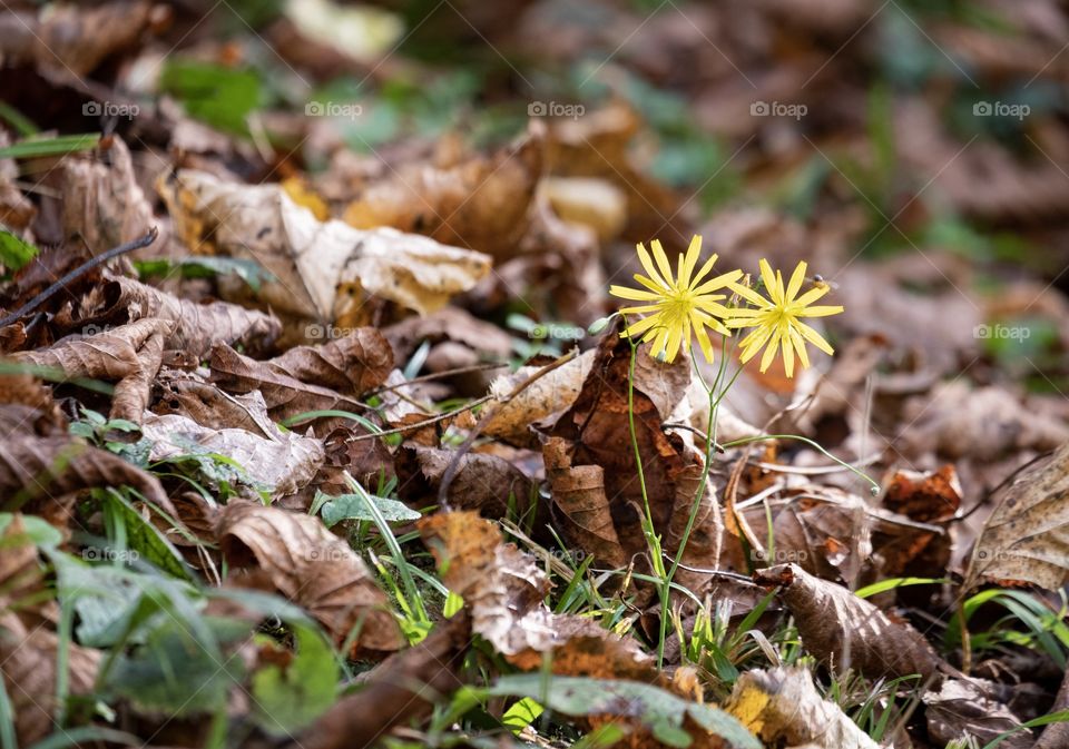 Colorful autumn season in Georgia