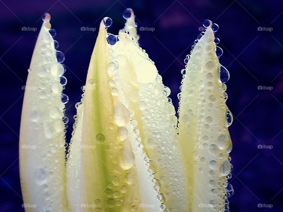 light yellow tulip with raindrops