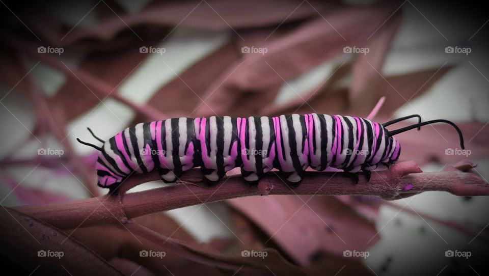 pink caterpillar