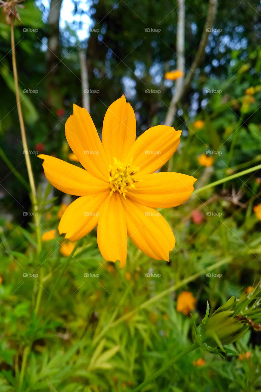 Yellow Flower in the garden