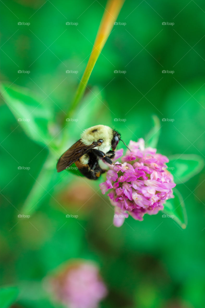 Bumble Bee on Purple Clover Flower Macro 5