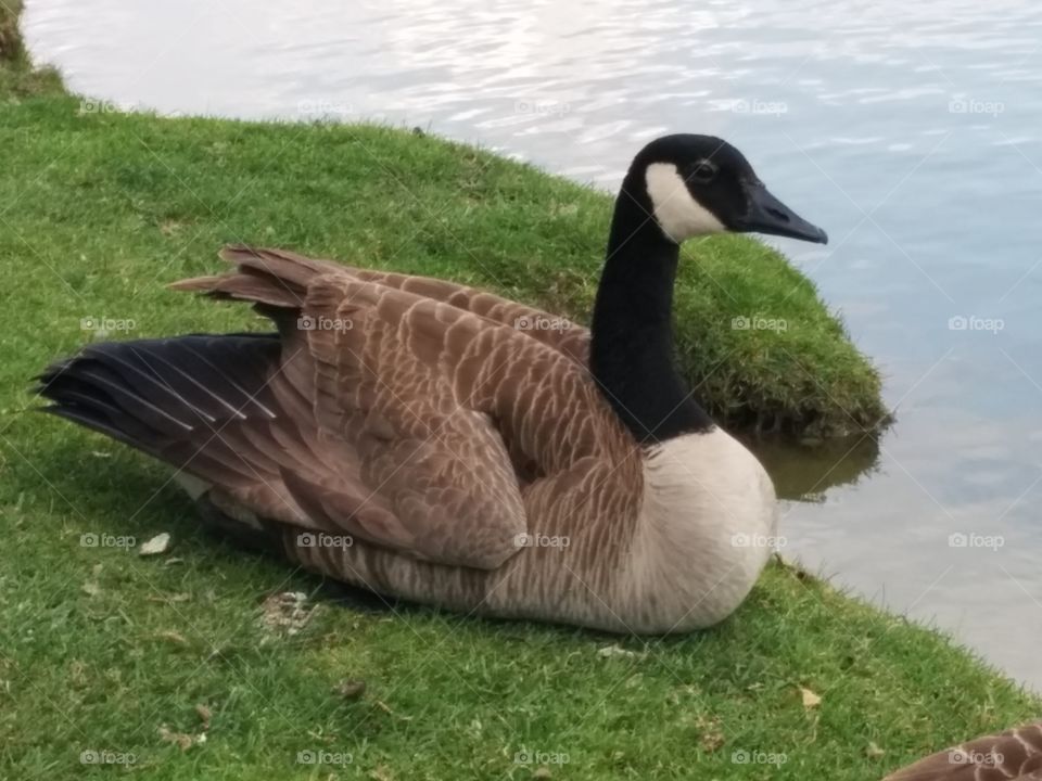 Canadian goose standard pose. Canadian goose taking in the sun