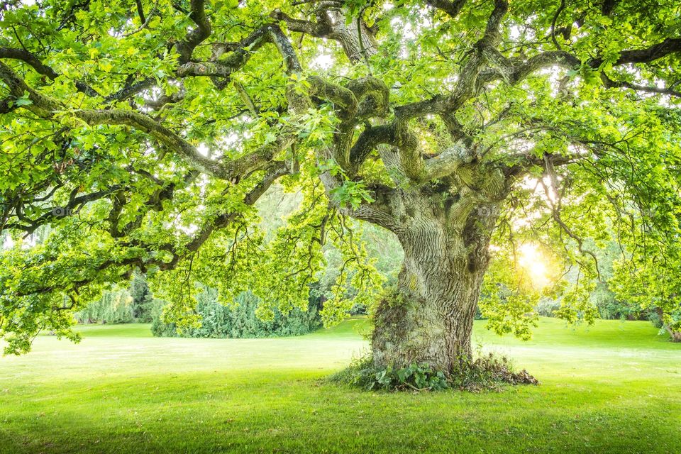 Tree, Leaf, Park, Nature, Landscape