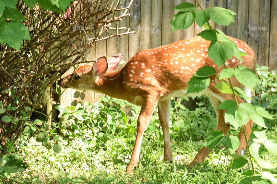 Smelling the roses 