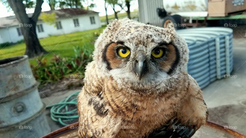 this owl was found in a 55gl barrel at work. we lifted it out and it looks kinda dizzy