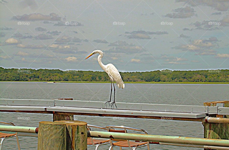 White crane on a dock
