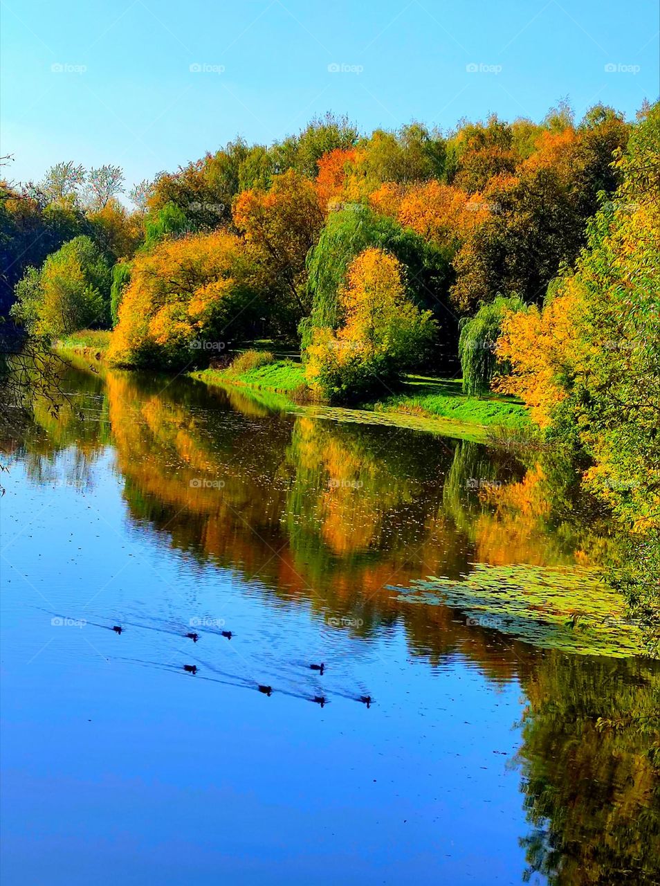 River and river bank in autumn. Ducks are swimming on the water. Along the river bank there are colorful autumn trees. Trees reflected in the water