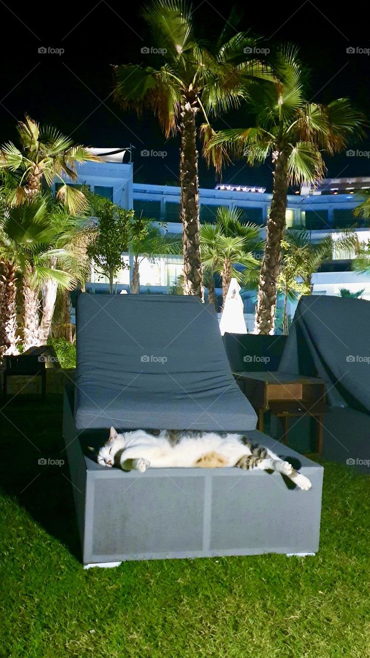 cat sleeping on a sunbed near the hotel