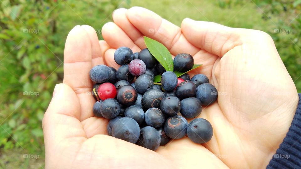 Holding blueberries