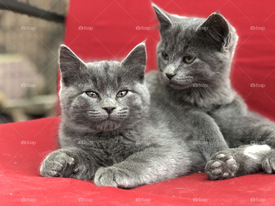 Two kittens snugging. 