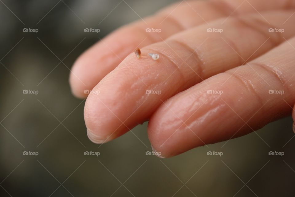 Tiny shells on finger tip