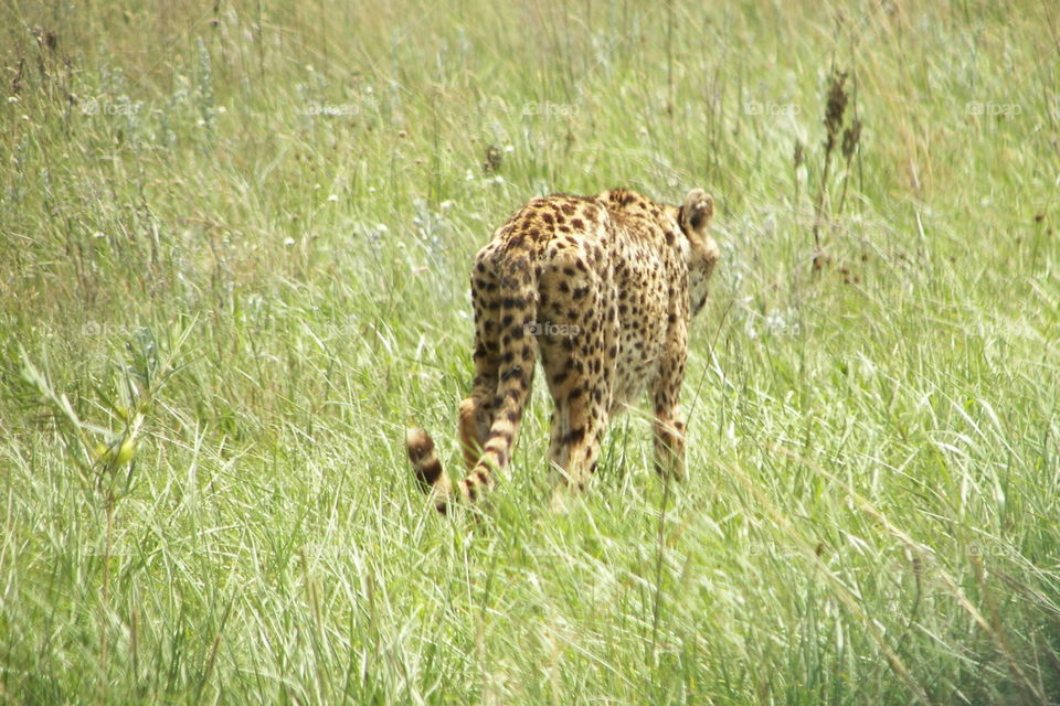 Cheetah walking away